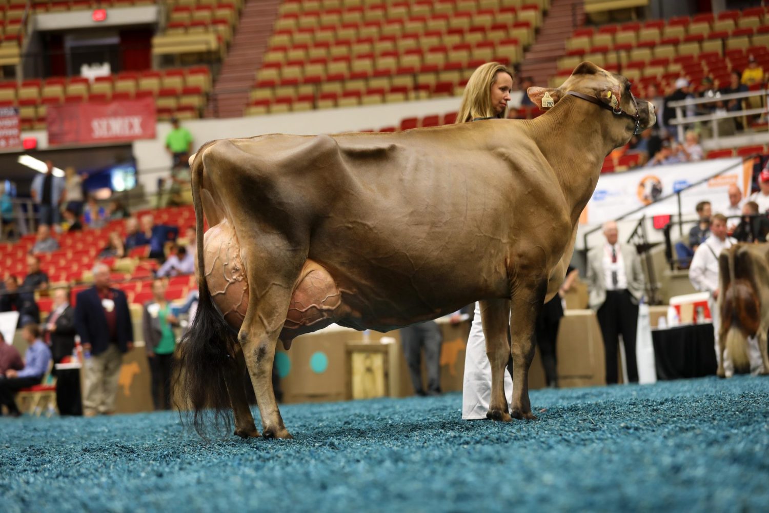 Jersey Canada names All Canadian winners Cowsmo