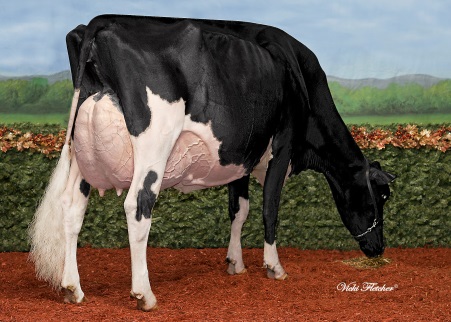 Holstein Quebec