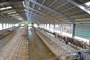 Constructed in 2012 on a greenfield site, the main cattle barn can house 220 cattle in cubicles