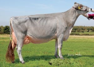 Old Mill Wonderment Sunset EX-92 3/8 9437kgs 305 3.97%f 3.75%p ; 2X All-Britain, Grand Champion UK Dairy Expo 2016, & UK Dairy Day 2017- when she was 540 days fresh Her Dam: Old Mill E Snickerdoodle EX-94 4E- 6 X Grand Champion WDE 