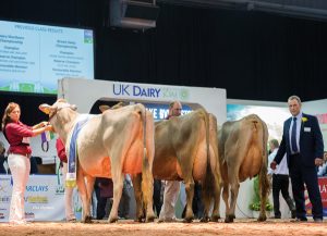 UK Dairy Day 2016 saw Kedar claim both the Grand and Honorable Mention ribbons with Kedar Calvin Sanchia Maria VG-89 (max), and HM Inspired Dal Hailey VG-87 3yr