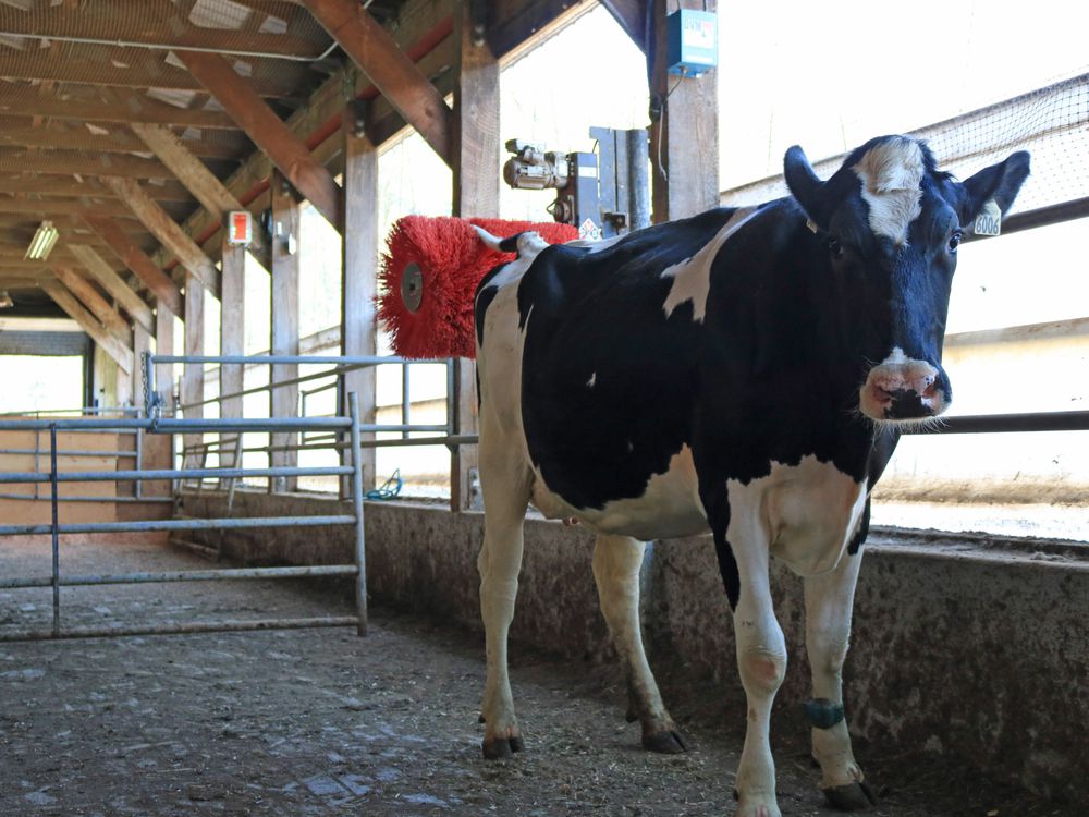 Cow Brushes Cows like scratches as much as food Cowsmo
