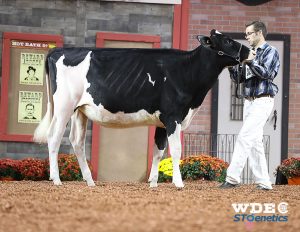National Holstein Shows