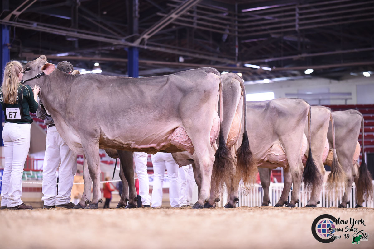 NY Spring Brown Swiss Show 2019