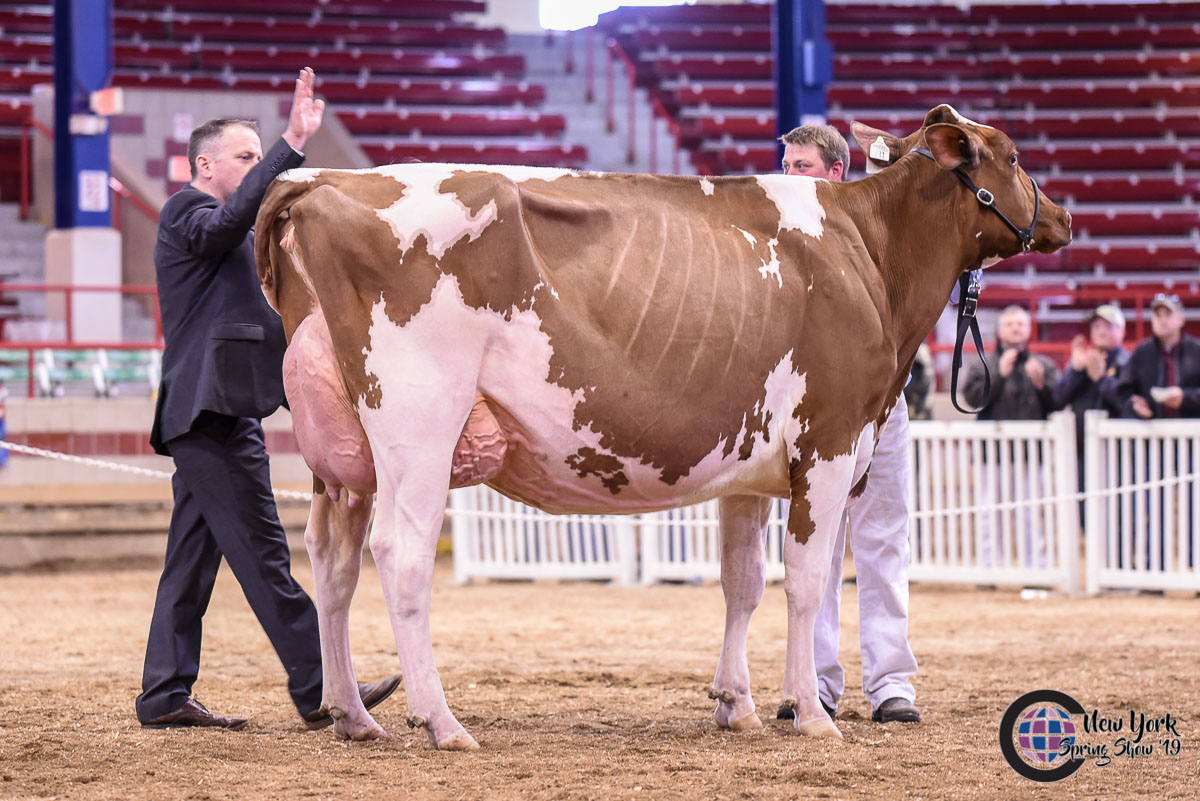 Northeast Spring National Holstein Show 2019