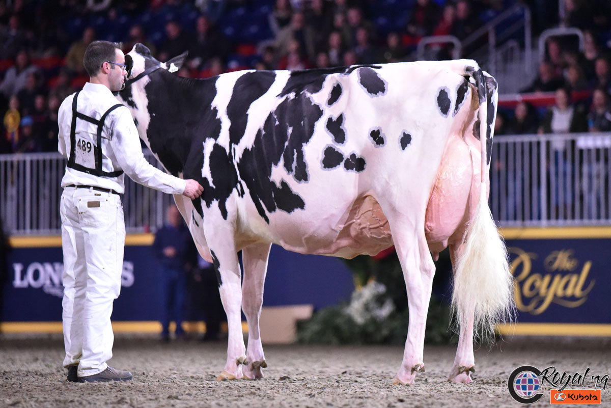 National Holstein Show 2019