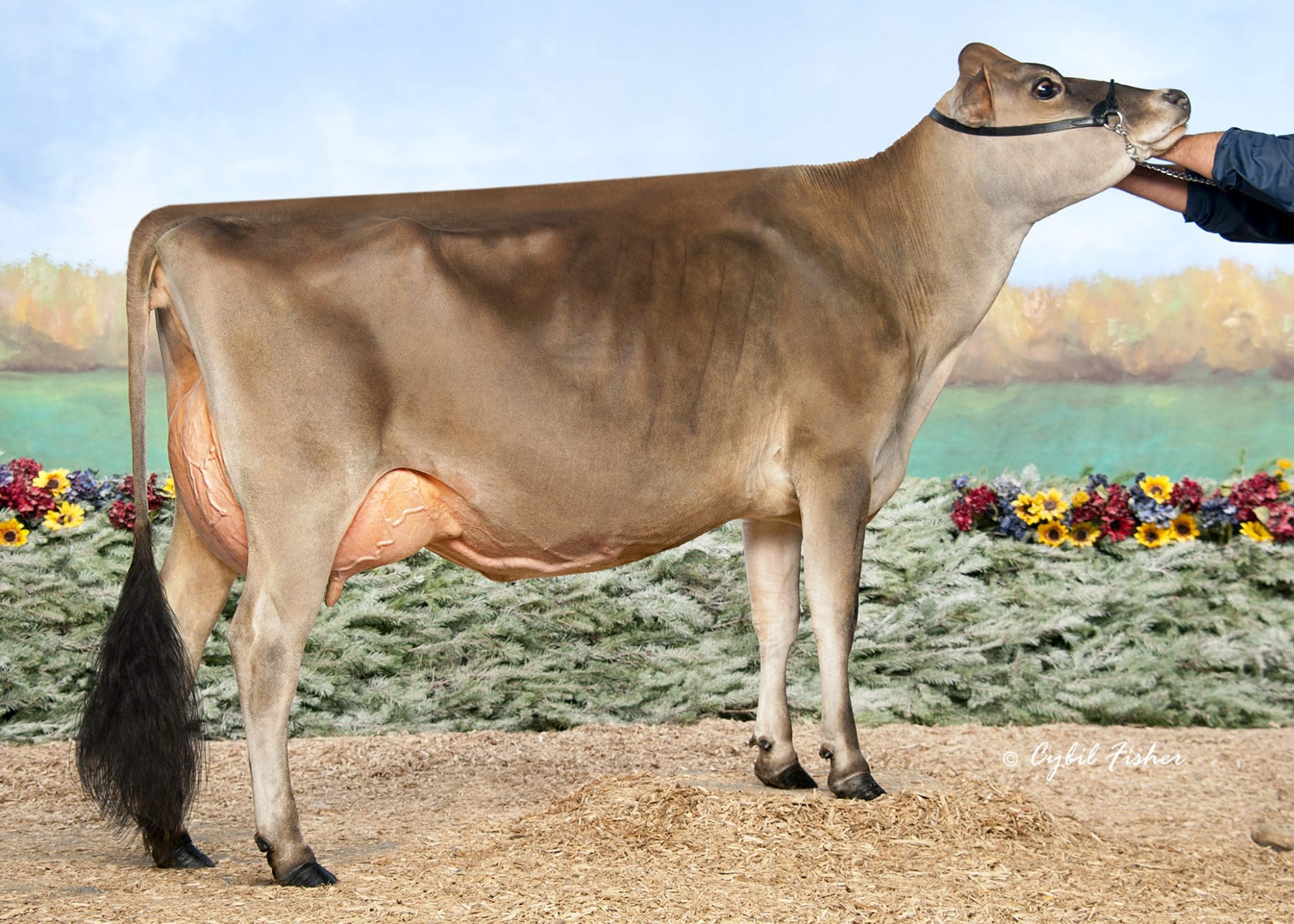 Unique-HP-Elizabeth-ET-JF44363