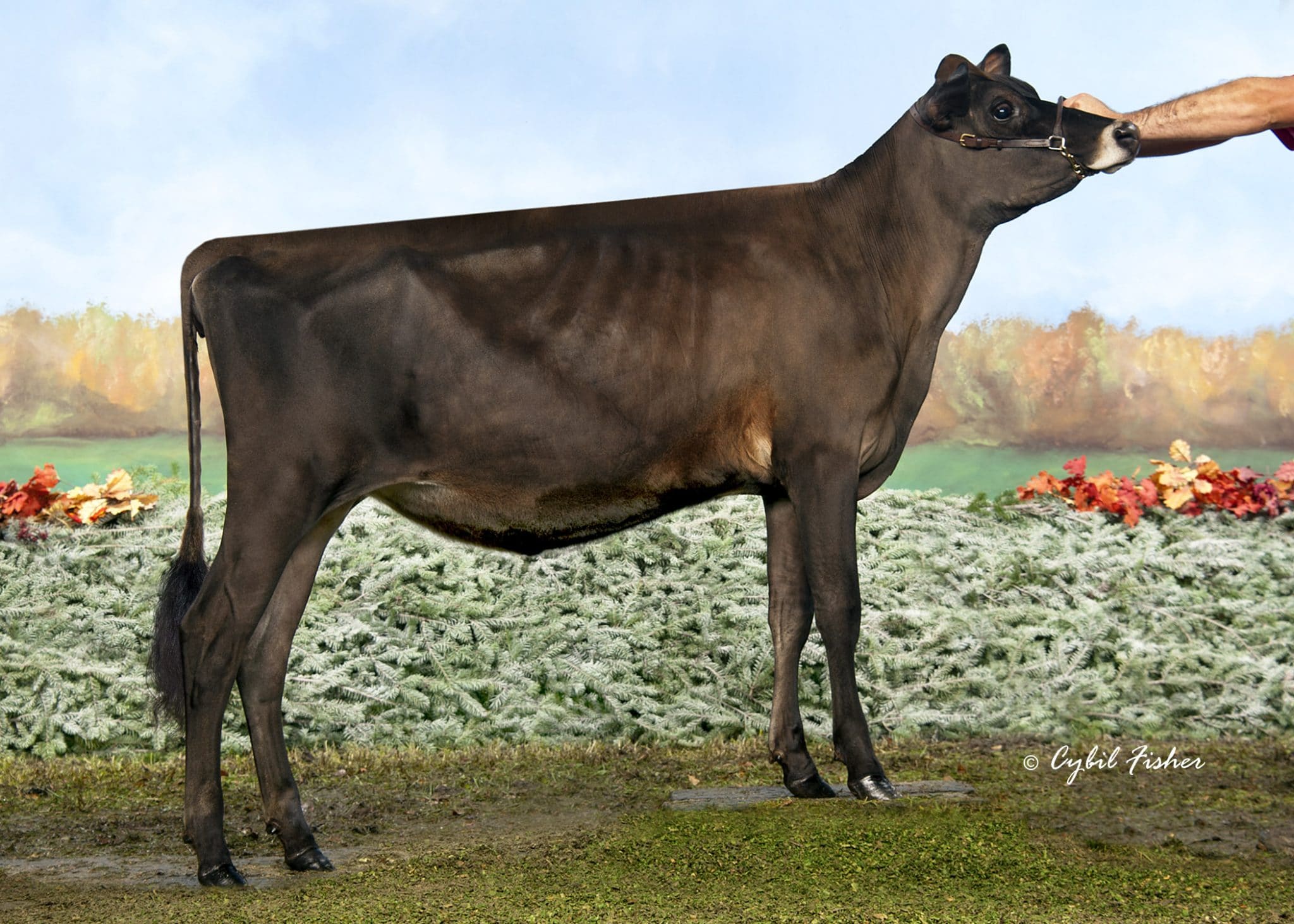 KCCK Genetics Springtime Showcase by Dairy Agenda Today - Issuu