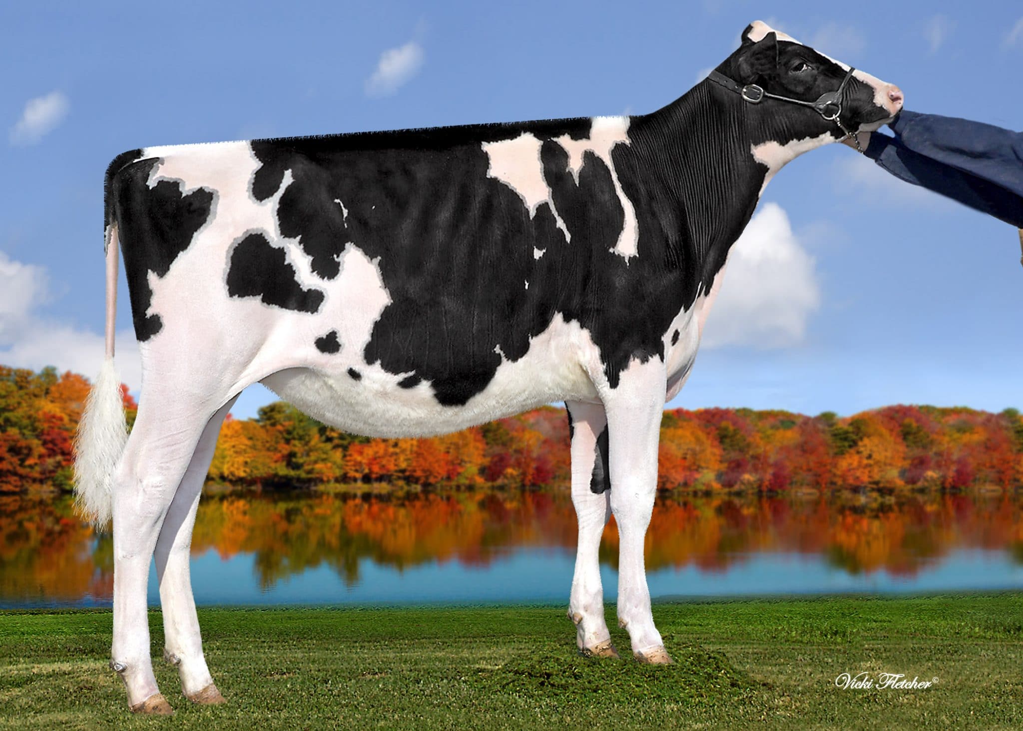 AllAmerican Holstein Winners 2020 Cowsmo