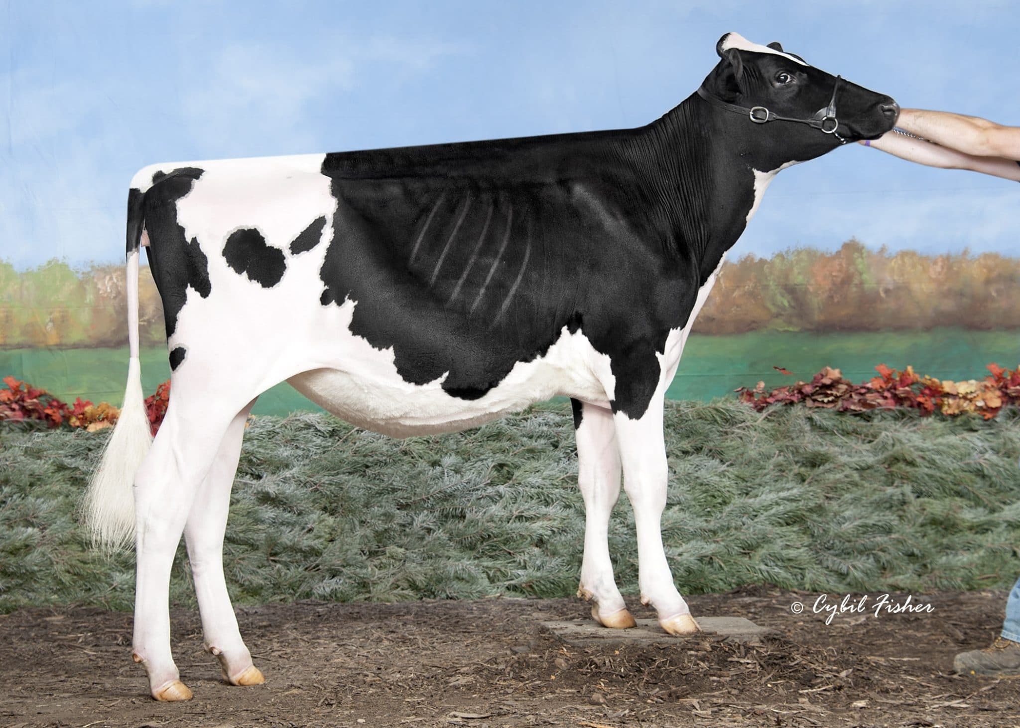 AllAmerican Holstein Nominations 2020 Cowsmo
