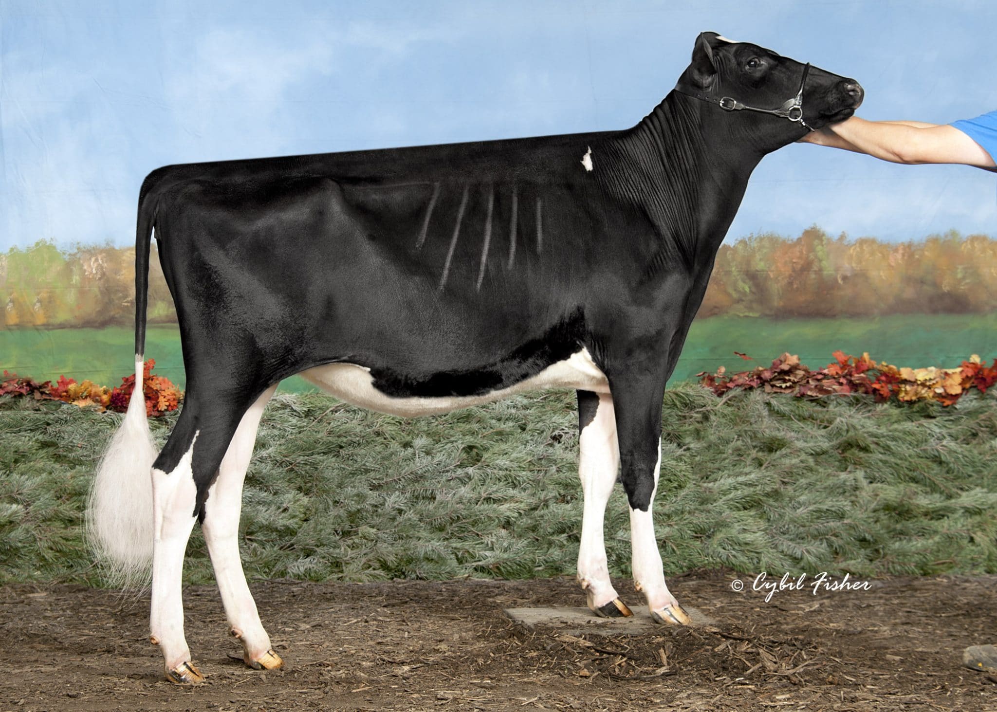 AllAmerican Holstein Winners 2020 Cowsmo