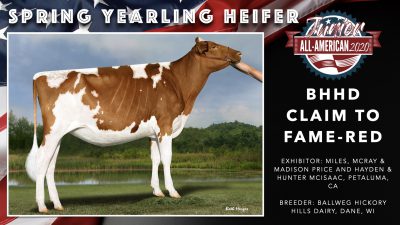 All American Junior Holstein Winners 2020.019