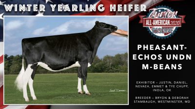 All American Junior Holstein Winners 2020.023
