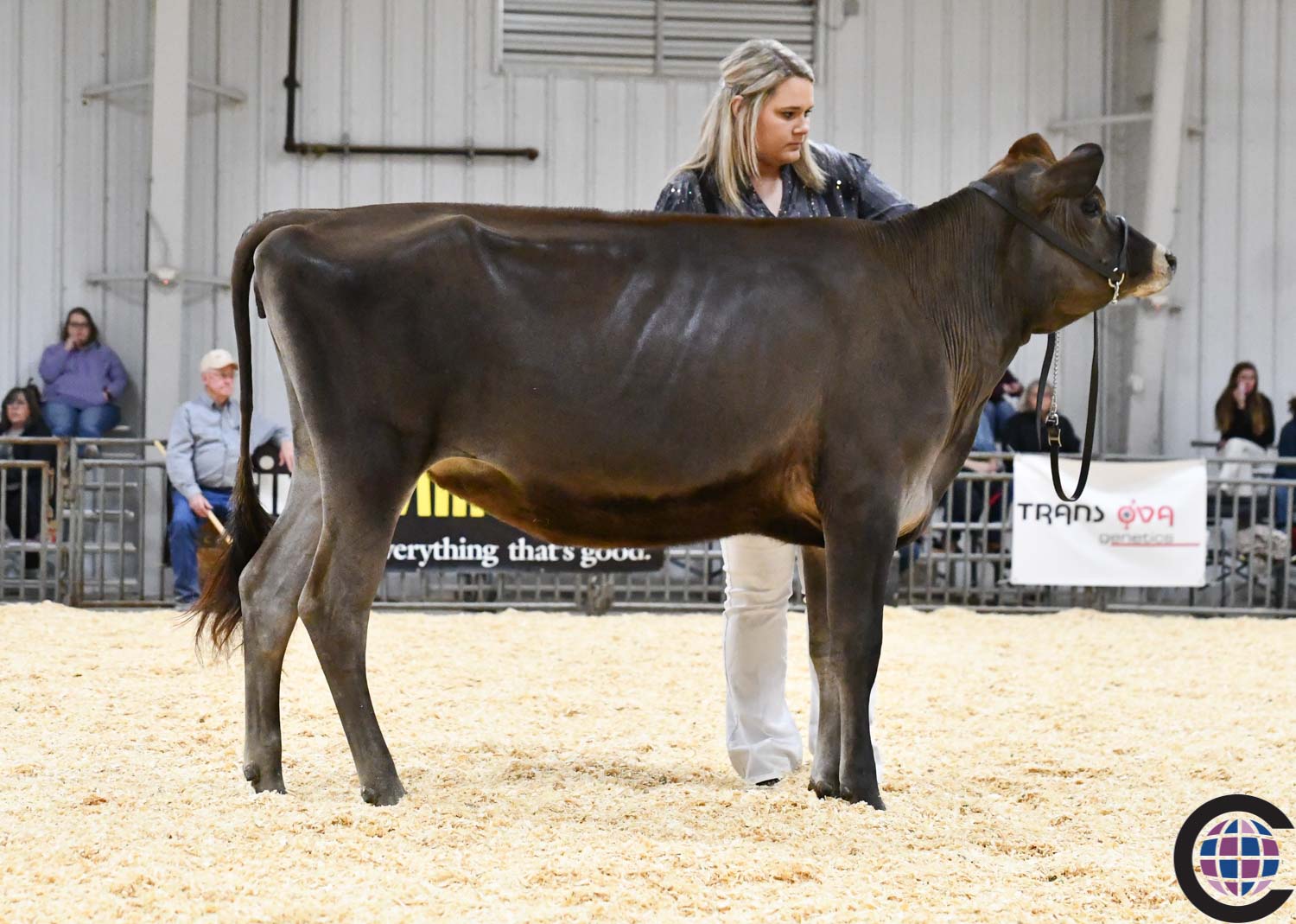 Southern Spring National Jersey Junior Show 2021 - Cowsmo