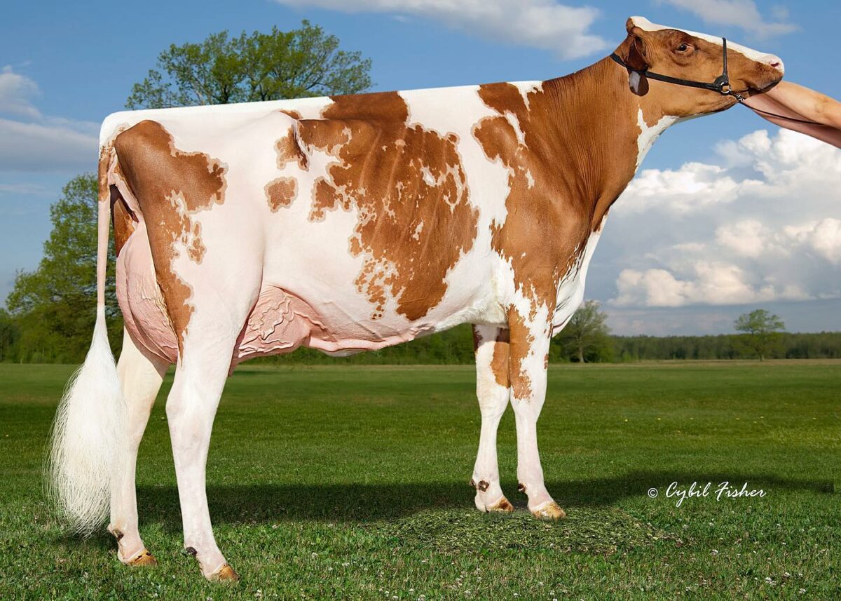 US National Holstein Convention Sale 2021 Averages 13,650 Cowsmo