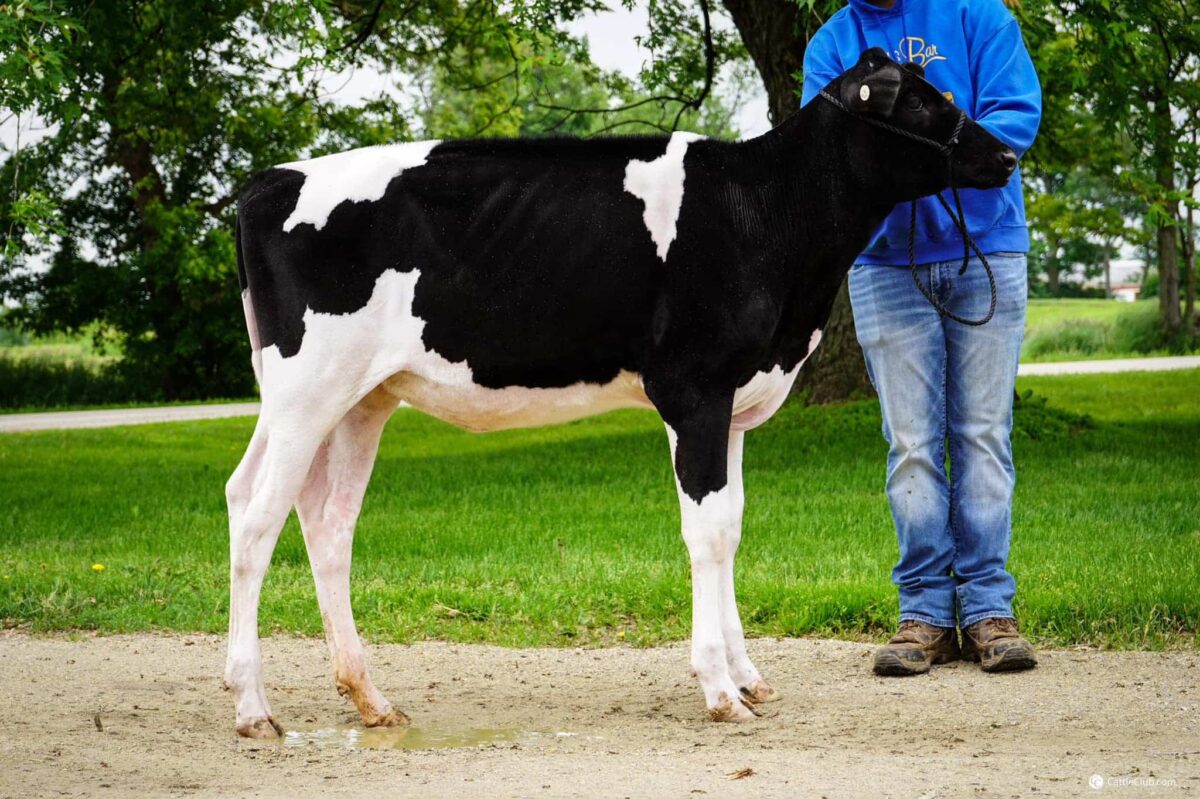 National Holstein Convention Sale 2022 Cowsmo