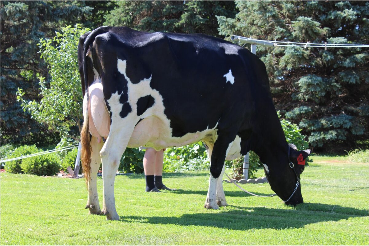 National Holstein Convention Sale 2022 Cowsmo