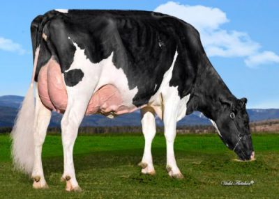 Tappenvale Miss Universe VG-87 3YR
