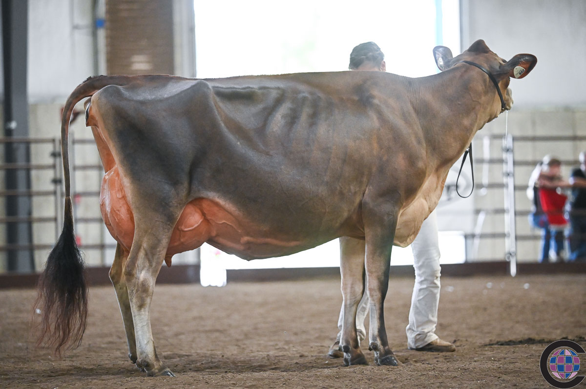 期間限定30％OFF! Wisconsin Summer Cowsmo - 2022 Show Jersey Championship トップス