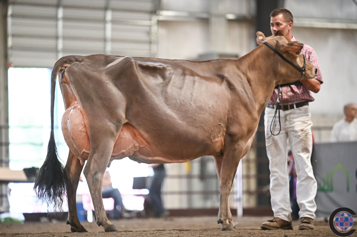 Wisconsin Summer Championship Jersey Show 2022 - Cowsmo