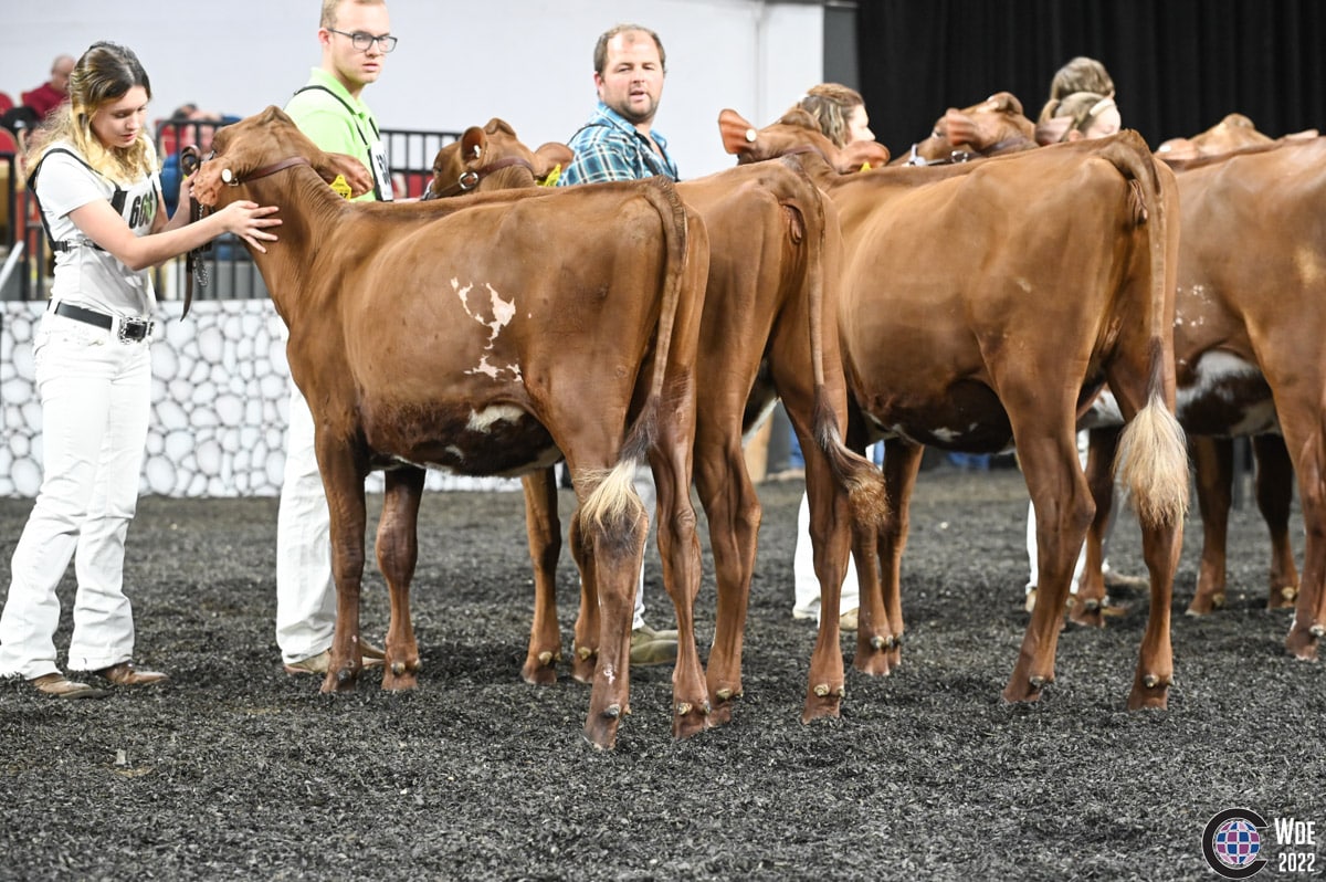 International Milking Shorthorn Show 2022 - Cowsmo