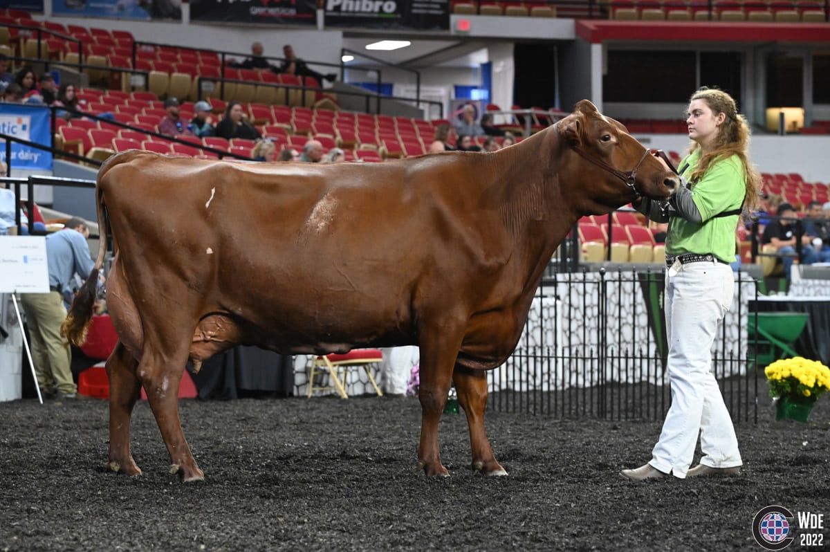 International Milking Shorthorn Show 2022 - Cowsmo