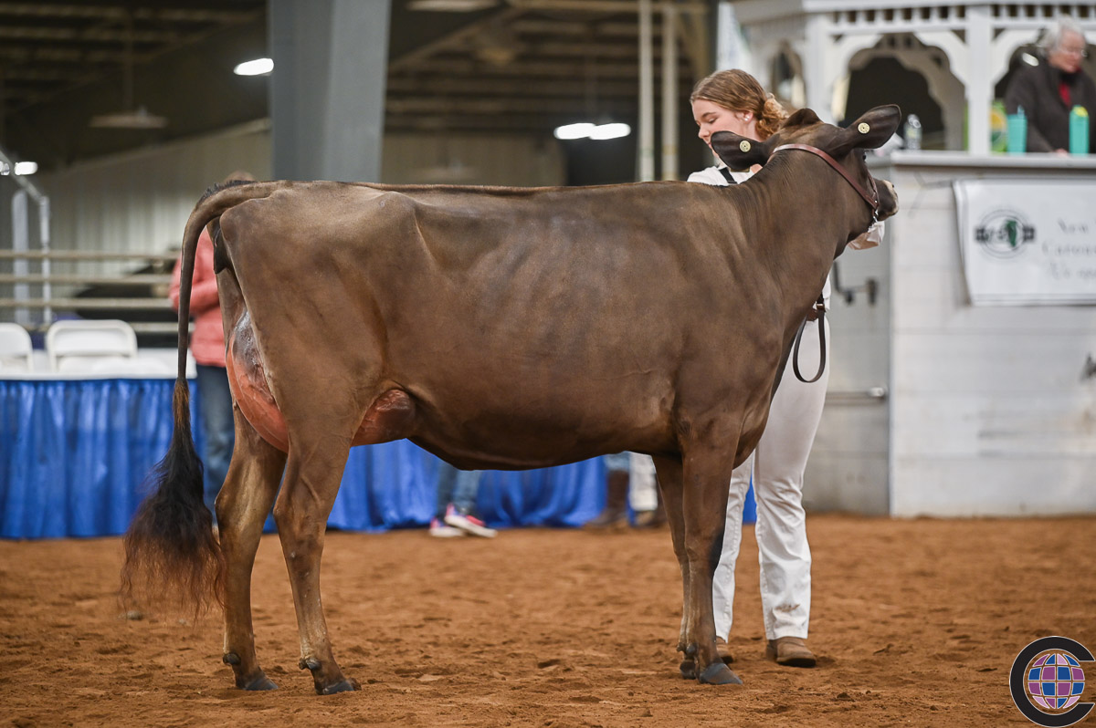 New York Spring Junior Jersey Show 2023 - Cowsmo