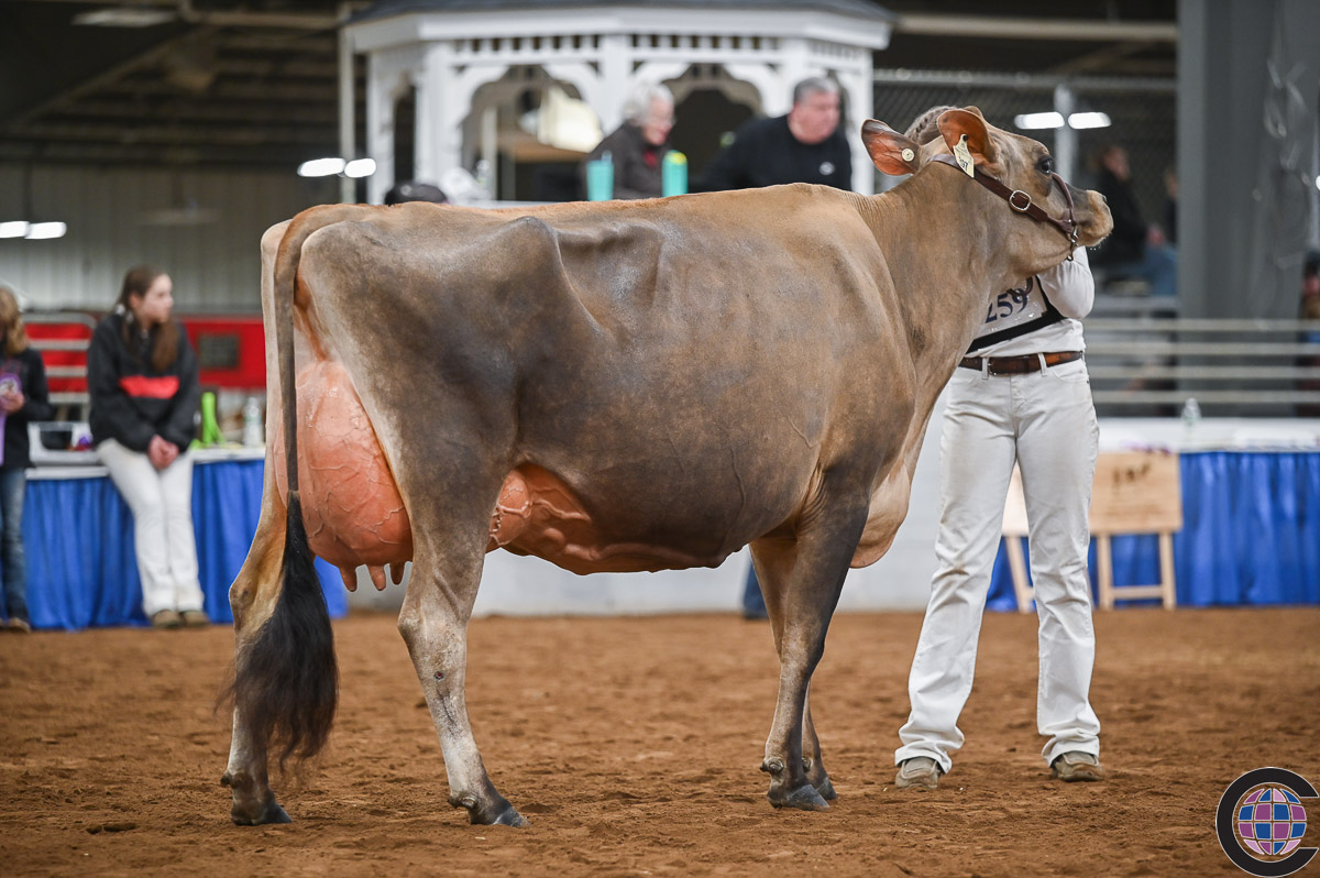 New York Spring Junior Jersey Show 2023 - Cowsmo