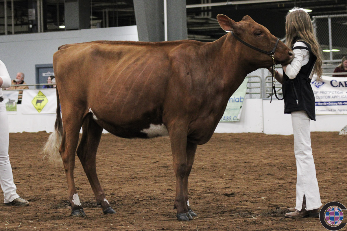 New York Spring Junior Jersey Show 2023 - Cowsmo