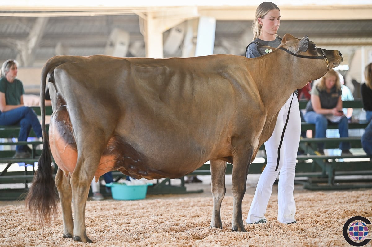 Massachusetts State Jersey Show 2023 - Cowsmo