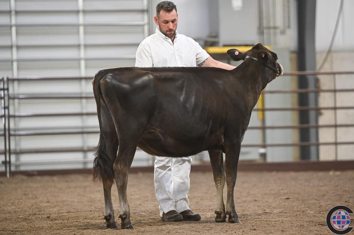 New York Spring Junior Jersey Show 2023 - Cowsmo