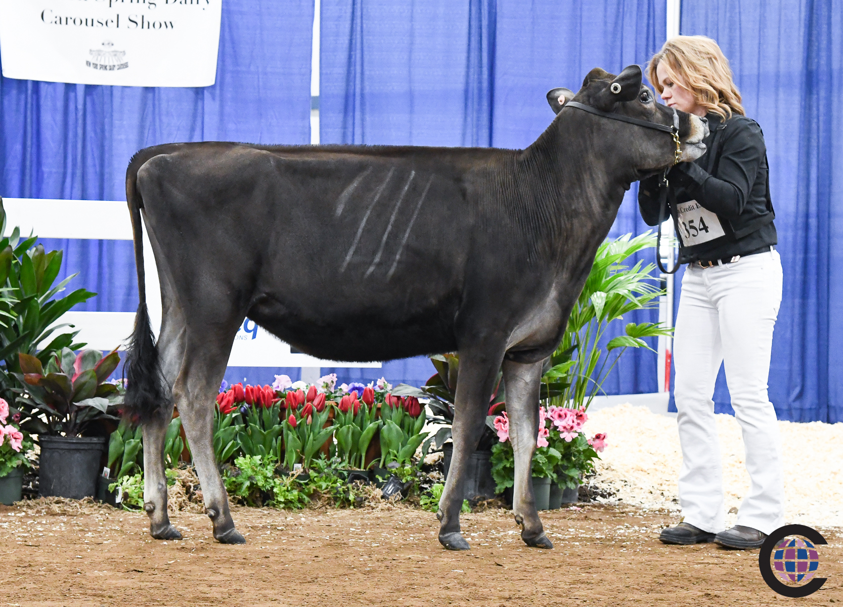 New York Spring Junior Jersey Show 2023 - Cowsmo