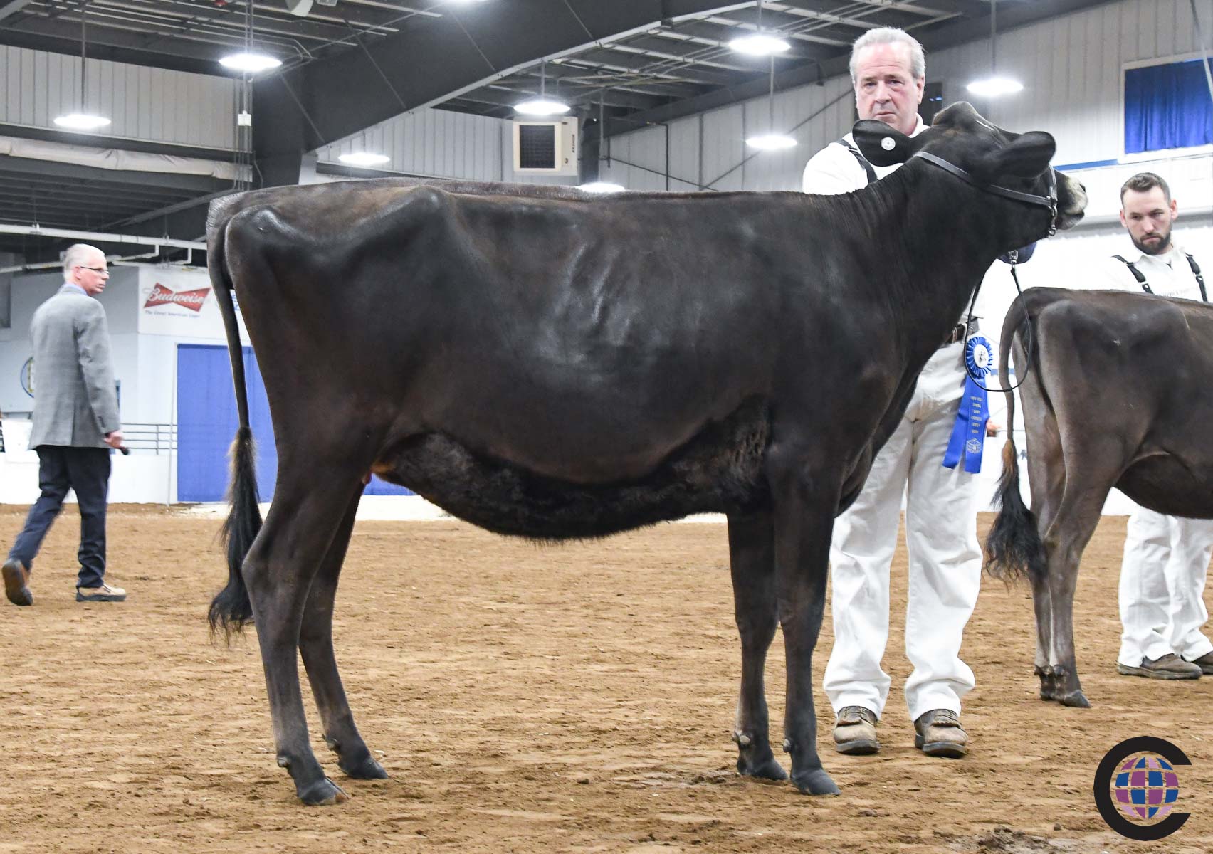 New York Spring Junior Jersey Show 2023 - Cowsmo