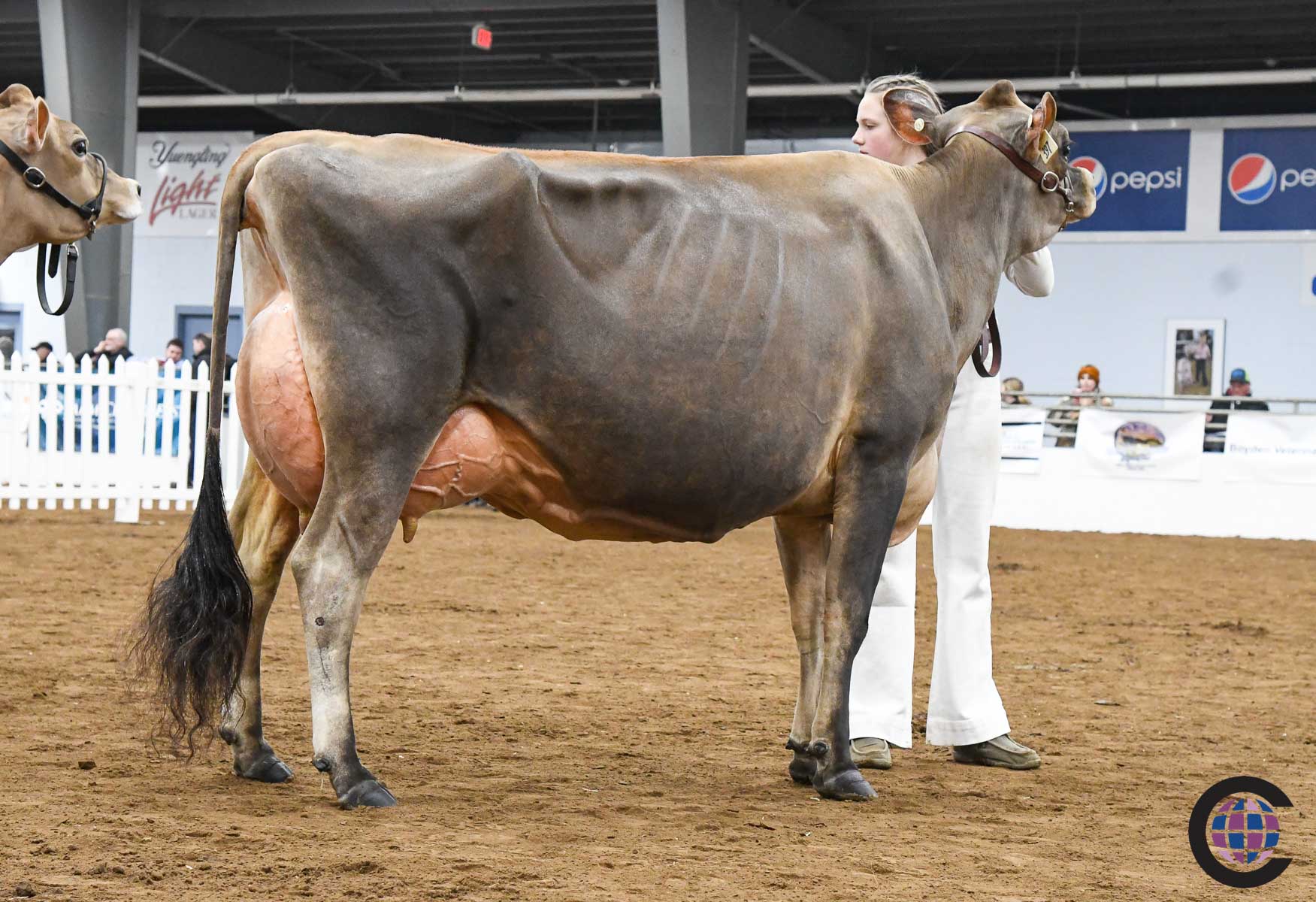 New York Spring Junior Jersey Show 2023 - Cowsmo