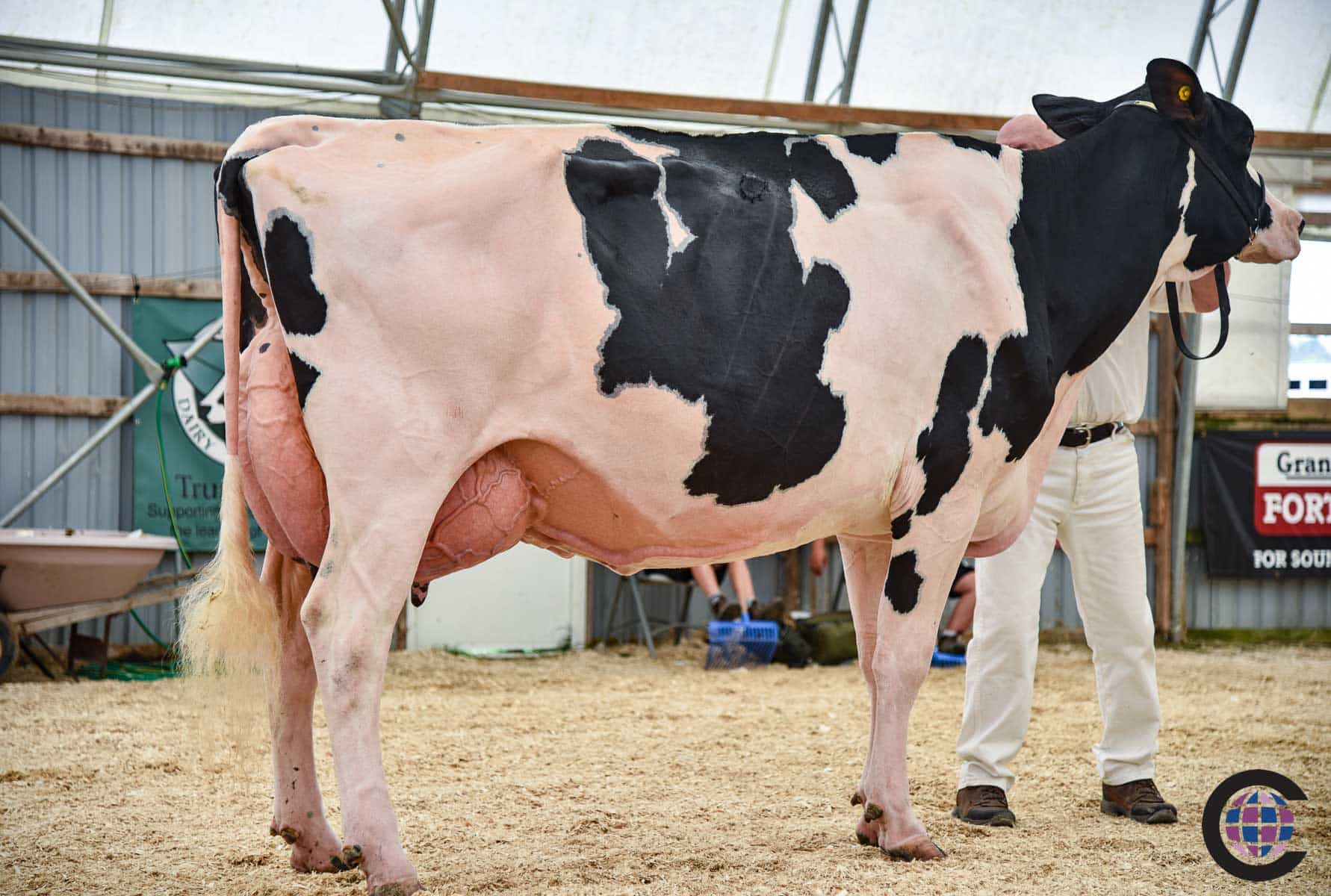 Ontario Summer Jersey Show 2023 - Cowsmo