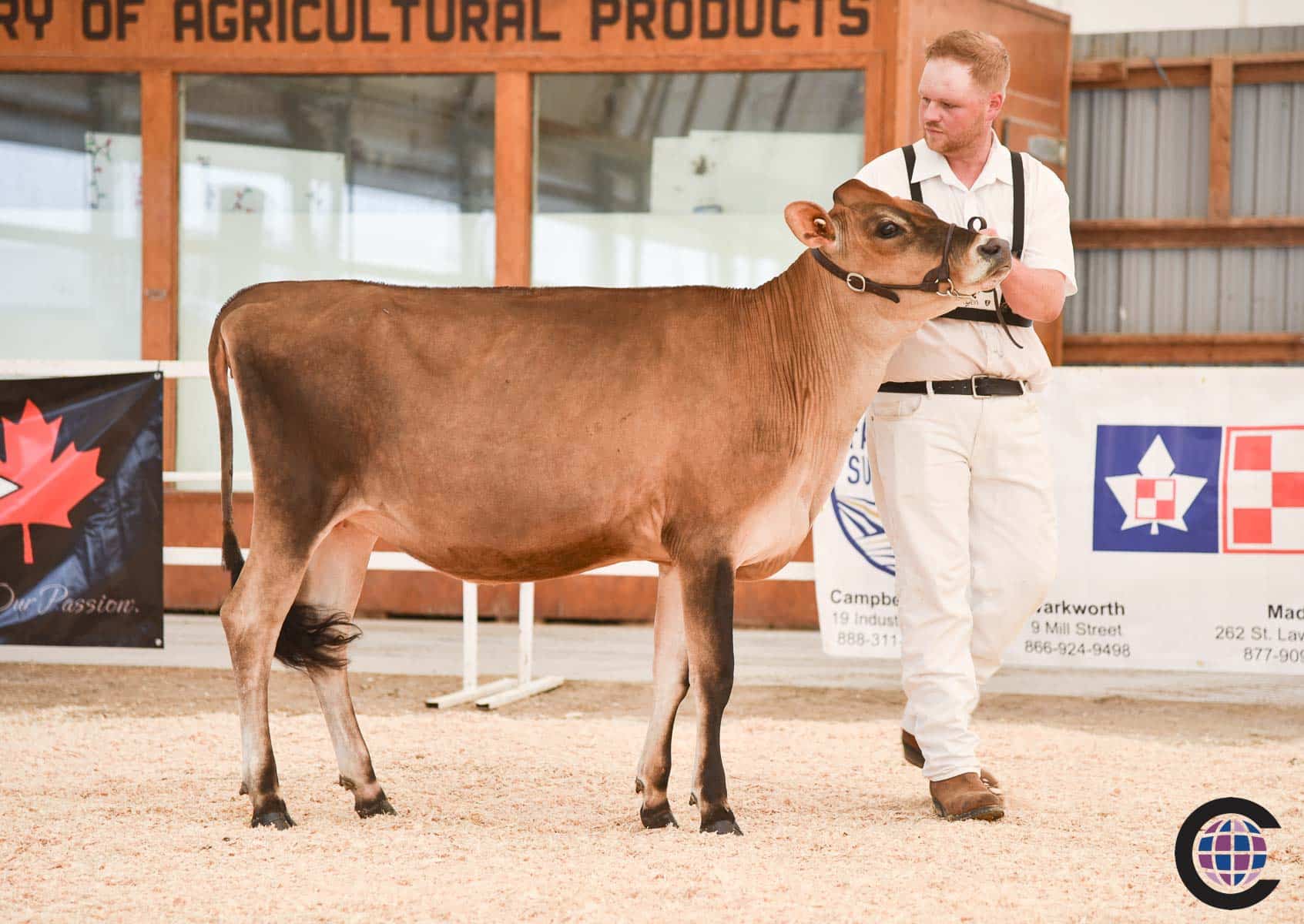 Ontario Summer Jersey Show 2023 - Cowsmo