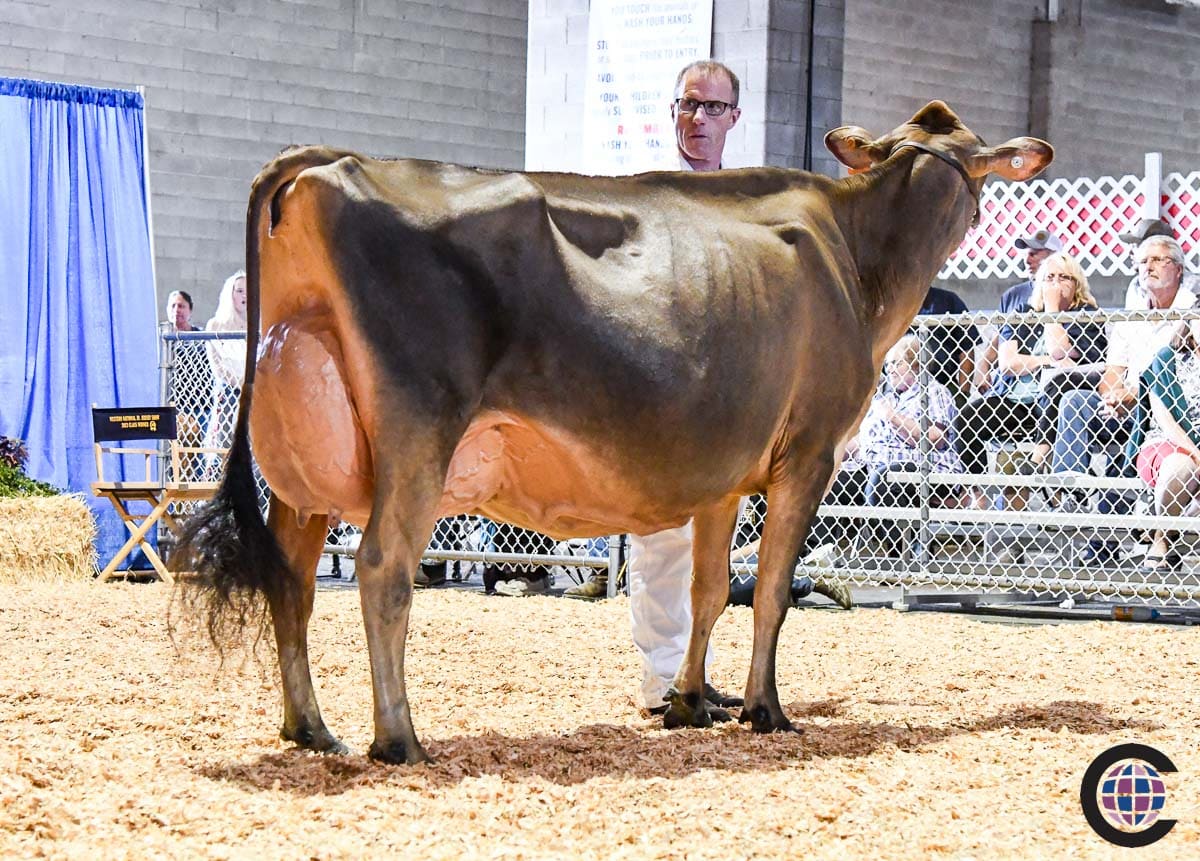 New York Spring Junior Jersey Show 2023 - Cowsmo