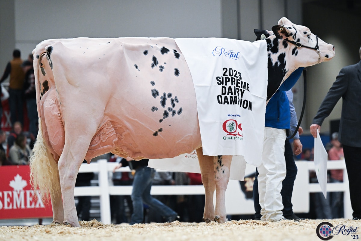 Royal Agriculture Winter Fair 2023 Cowsmo