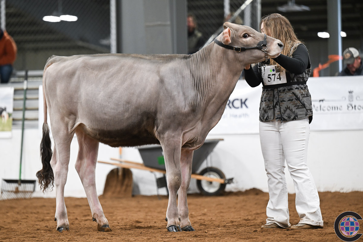 New York Spring Brown Swiss Show 2024 - Cowsmo