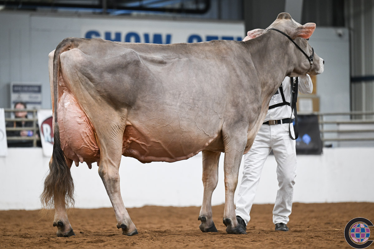 カウパレード　Cow Bella Jan Heaton カウパレード Cow Bella Jan Heaton - メルカリ