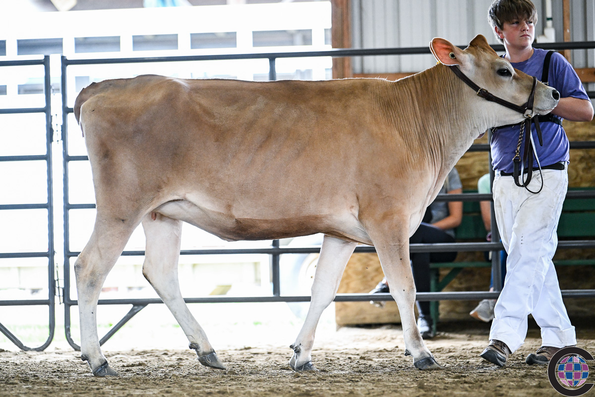 Eastern New York Summer Jersey Show 2024