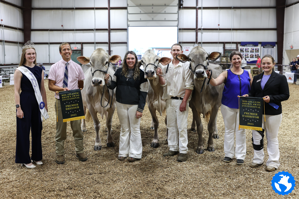 MidAtlantic Brown Swiss Invitational National Show 2025