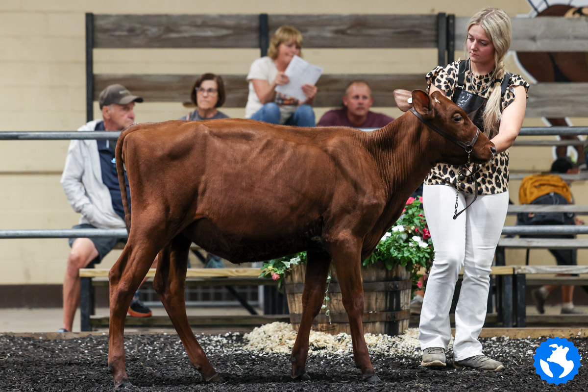 Maryland State Fair Milking Shorthorn Show 2025