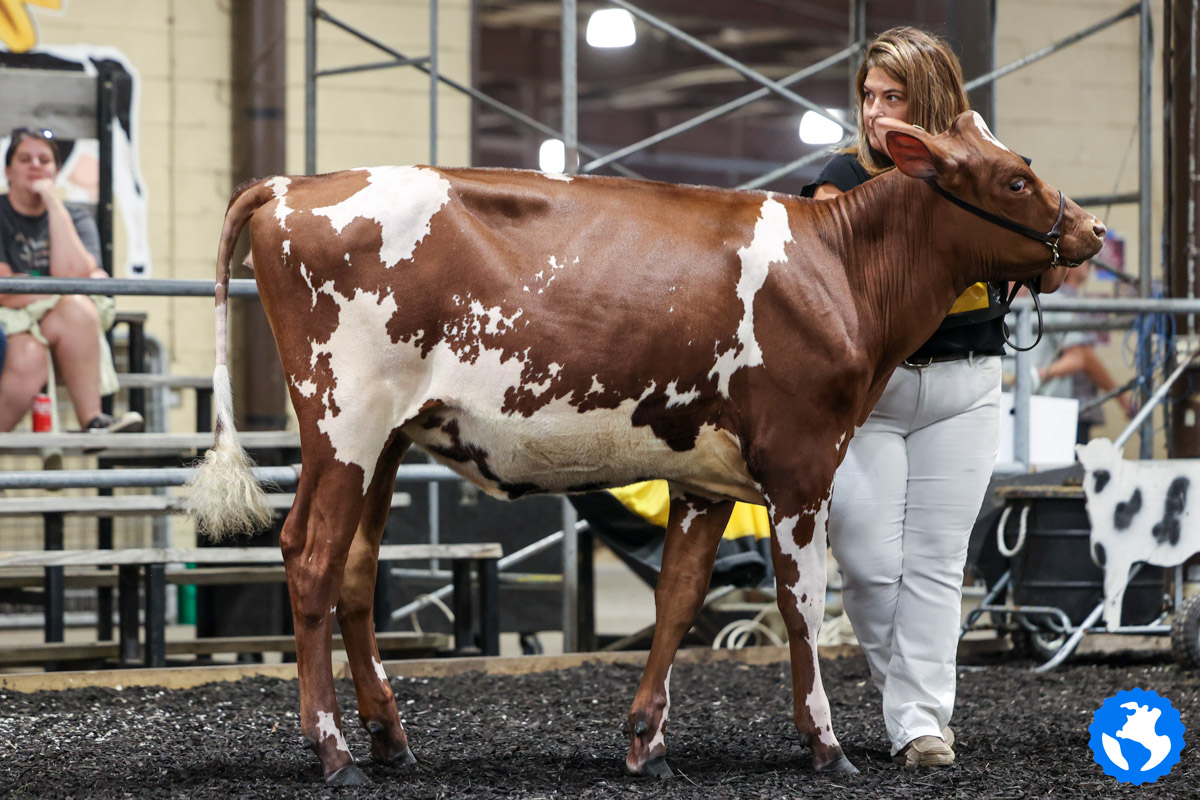 Maryland State Fair Milking Shorthorn Show 2025
