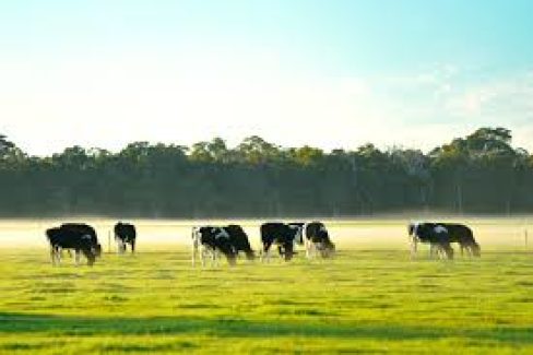 Aussie cows