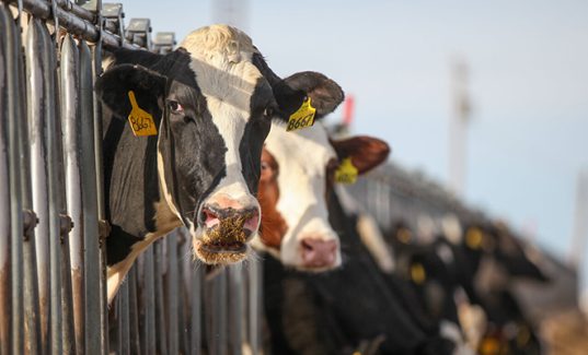 Cows in headlock