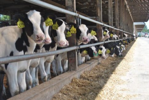 Dairy heifers Dairy heifers