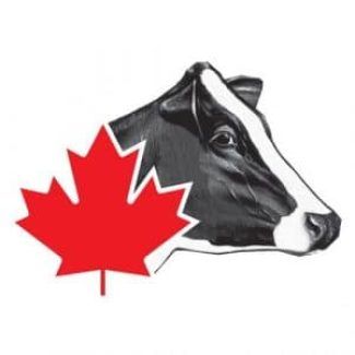 Holstein Canada_cowsmo21