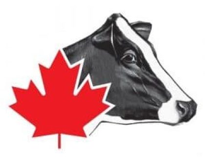 Holstein Canada_cowsmo21