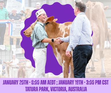 IDW Guernsey Show 1.2026